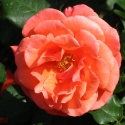 Owen Garden Rose 2